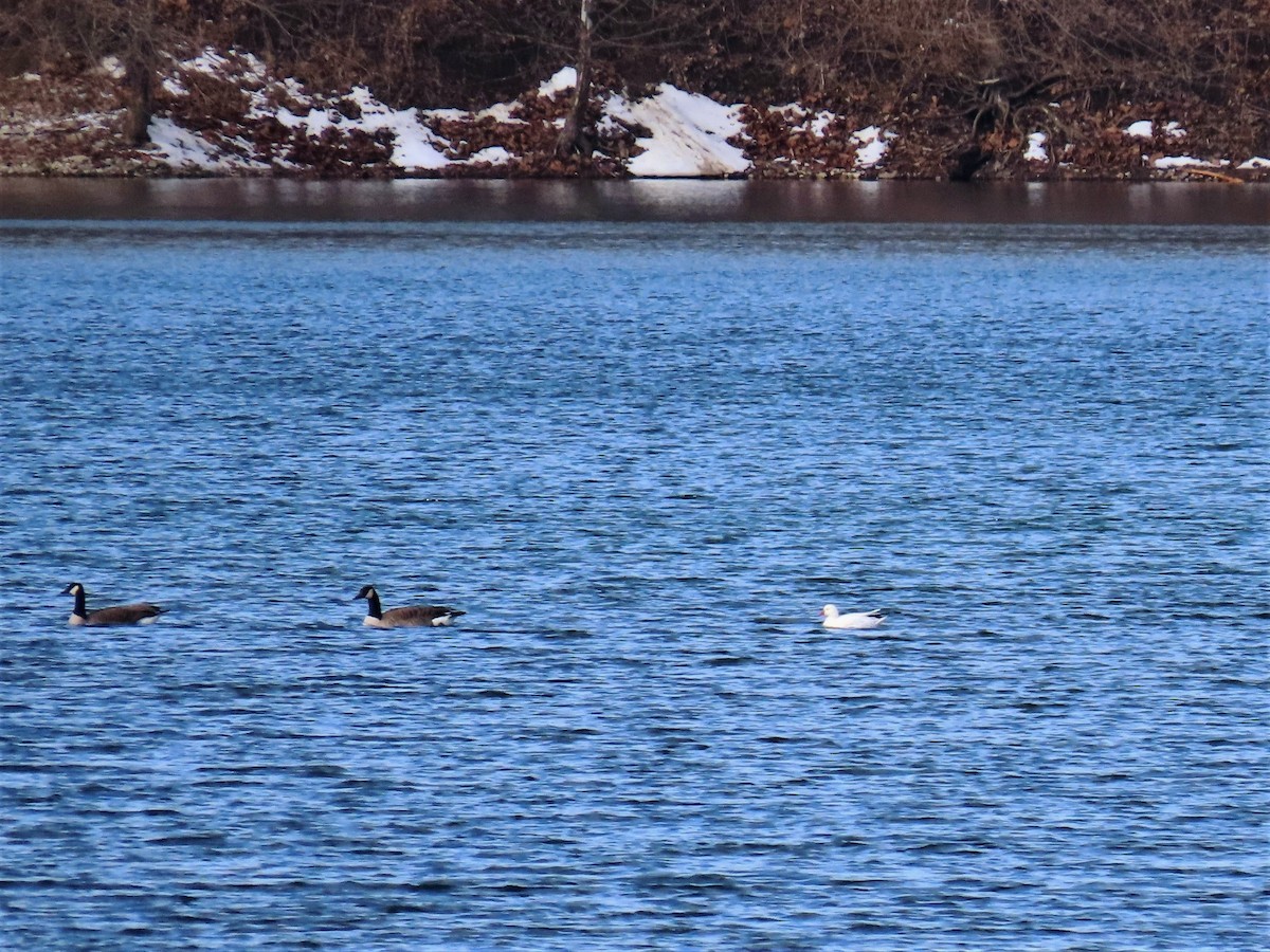 Ebird Checklist - 10 Feb 2022 - Furfield Dog Park - 23 Species