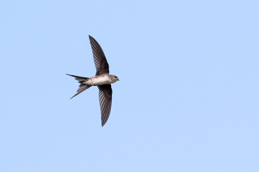 Fork-tailed Palm Swift - ML414914611