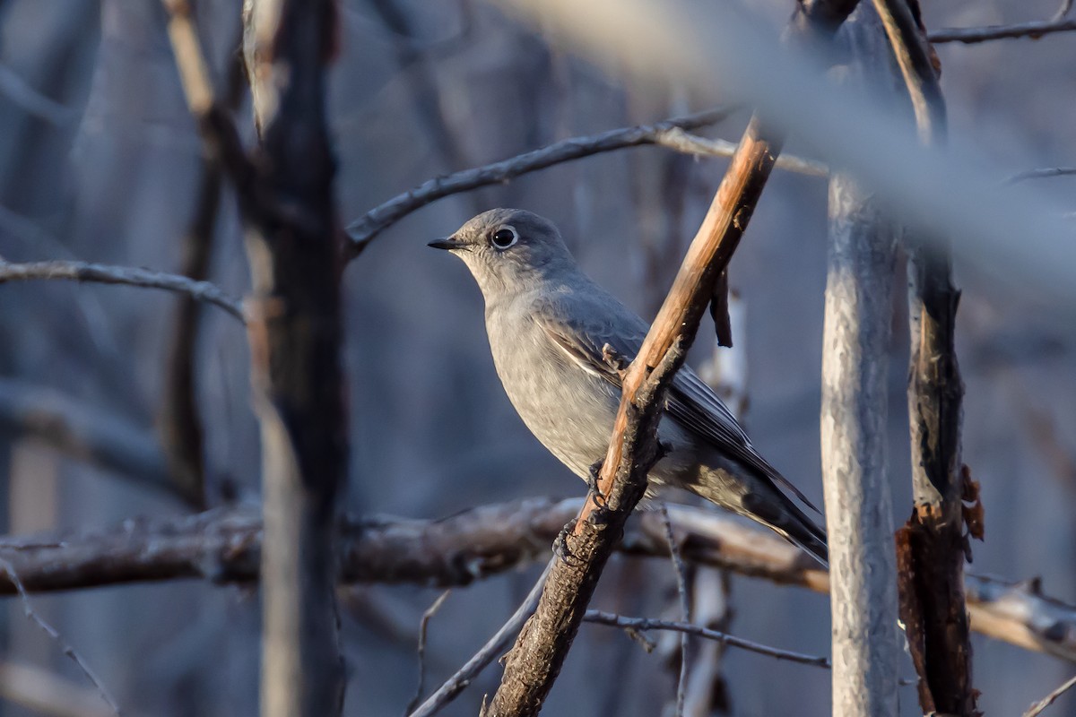 Townsend's Solitaire - ML414914791