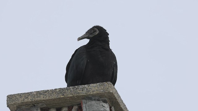 Black Vulture - ML414921791