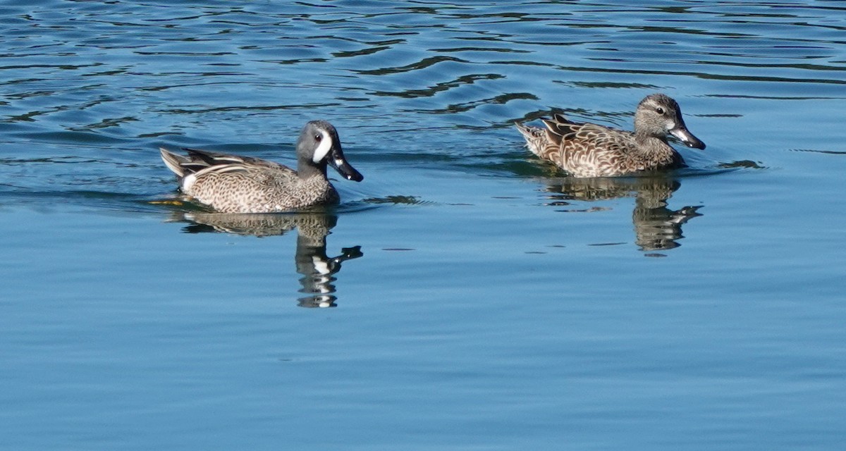 Blue-winged Teal - ML414927051