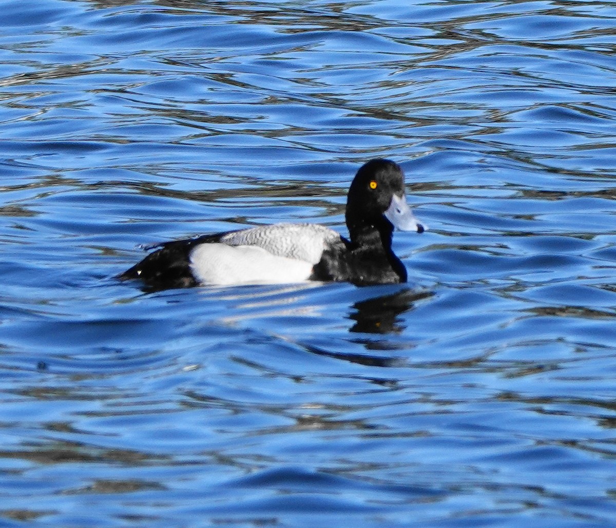 Greater Scaup - Kathie Rosse