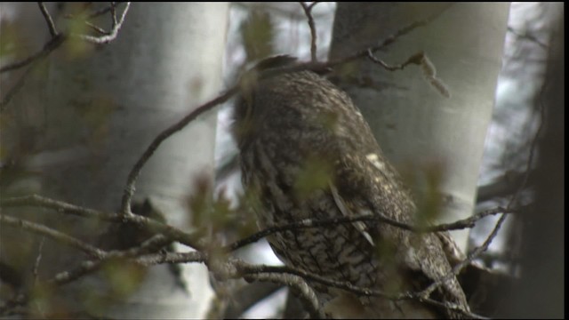 Long-eared Owl (American) - ML414929