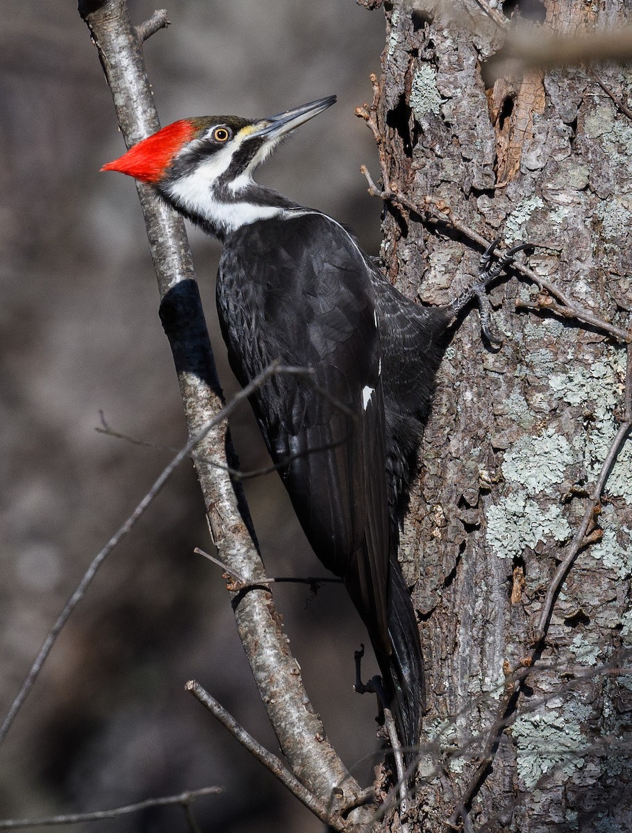 Pileated Woodpecker - ML414929141