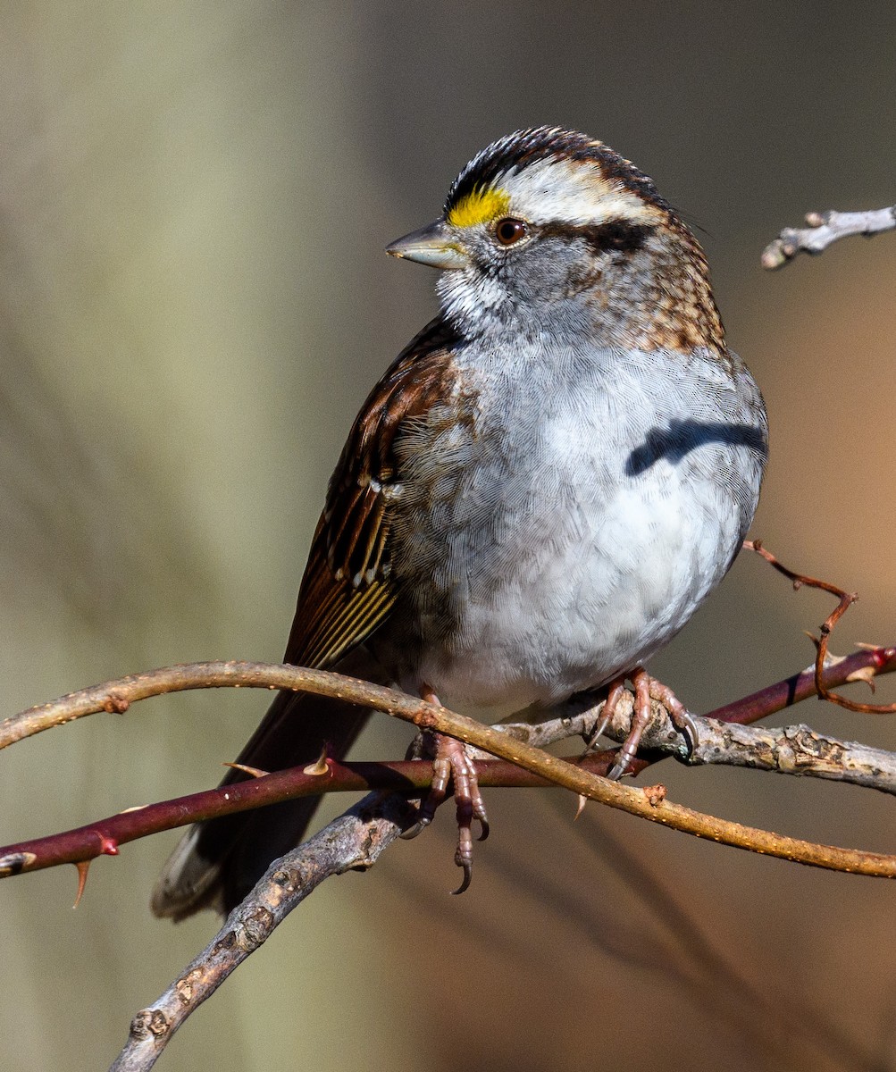 White-throated Sparrow - ML414929171