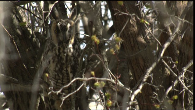 Long-eared Owl (American) - ML414930