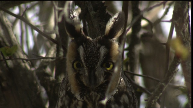 Long-eared Owl (American) - ML414931