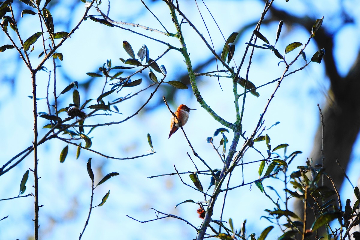 Rufous Hummingbird - ML414931771