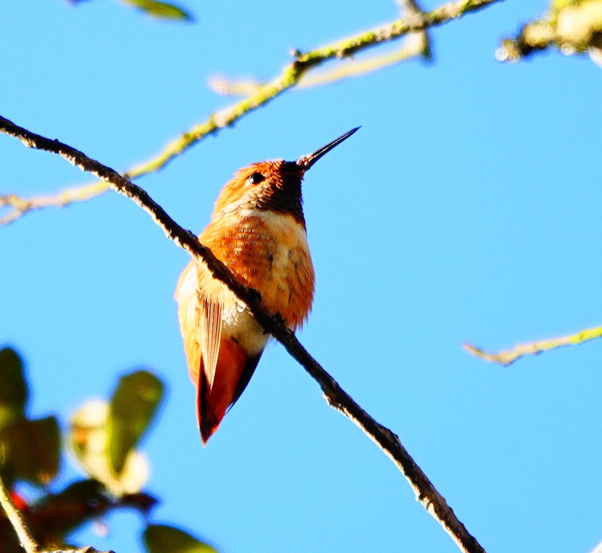 Rufous Hummingbird - ML414931991