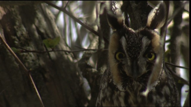 Long-eared Owl (American) - ML414932