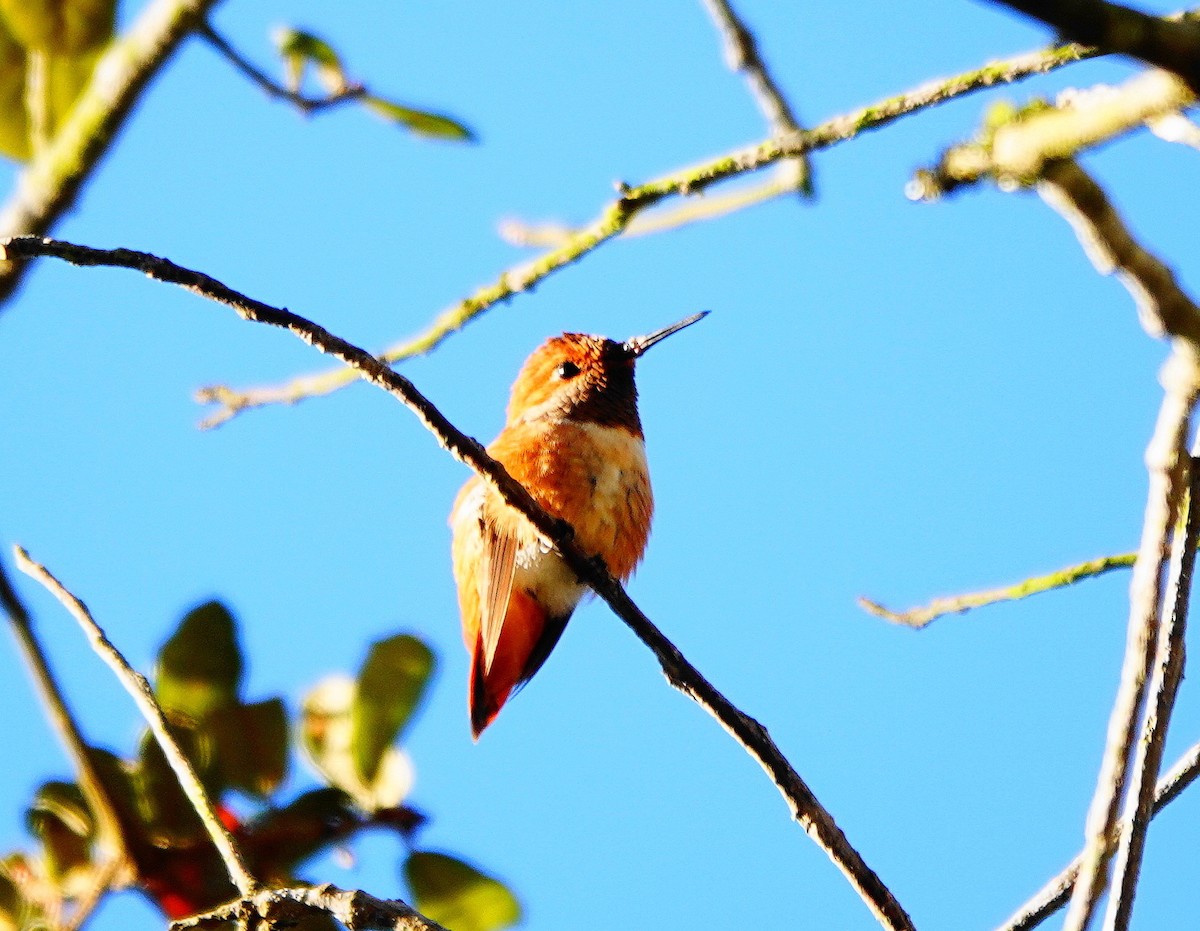 Rufous Hummingbird - ML414932141