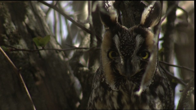 Long-eared Owl (American) - ML414933