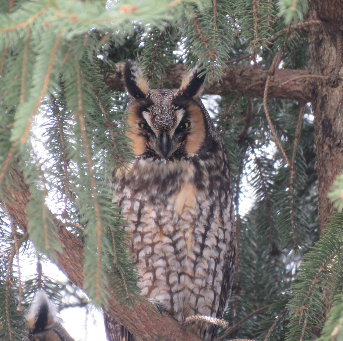 Long-eared Owl - ML414940051