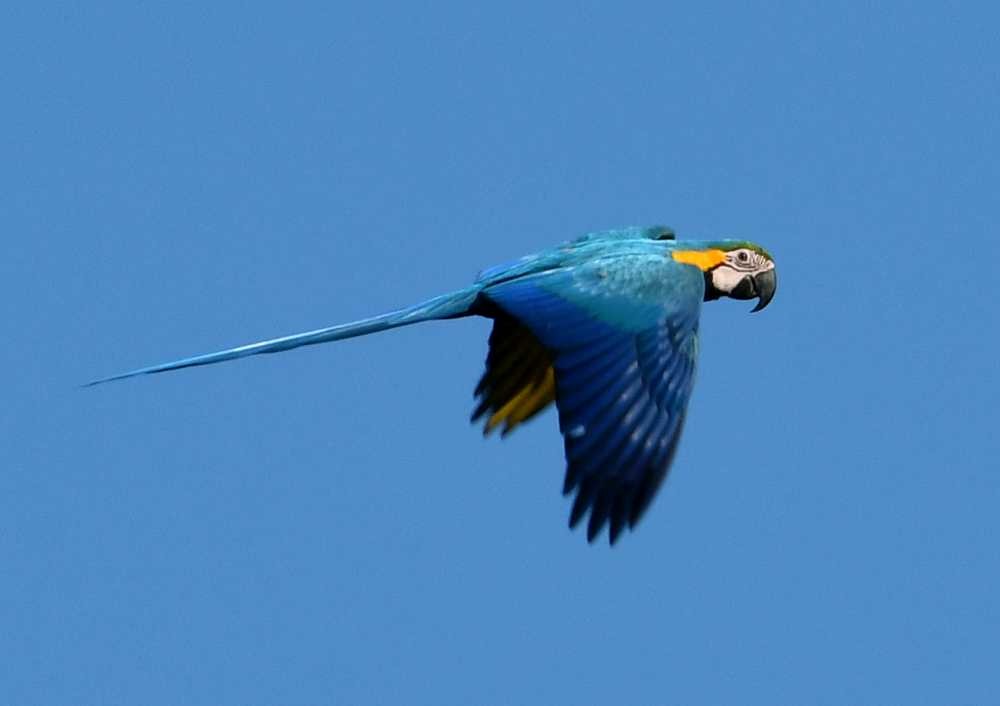 Blue-and-yellow Macaw - ML414941101
