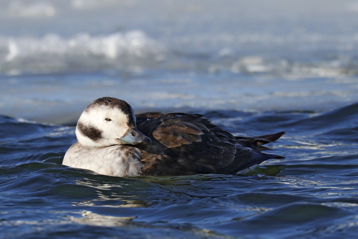 Long-tailed Duck - ML414948401