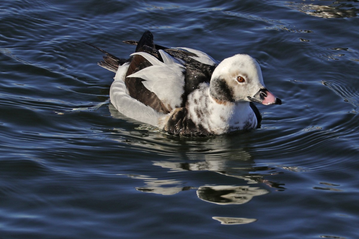 Long-tailed Duck - ML414948471
