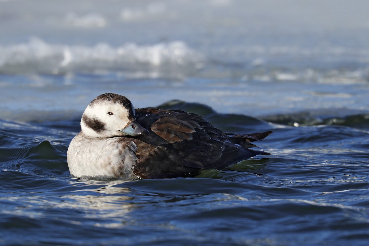 Long-tailed Duck - ML414948541