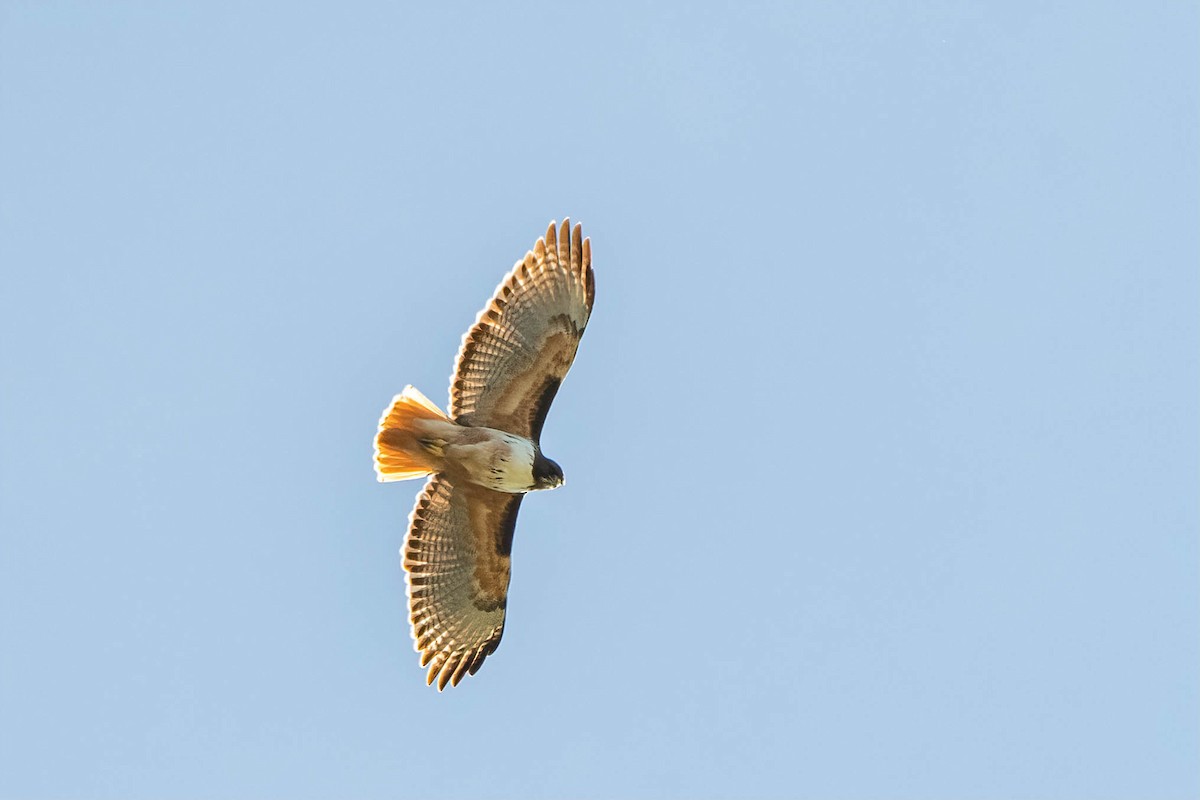 Red-tailed Hawk (costaricensis) - ML414949701