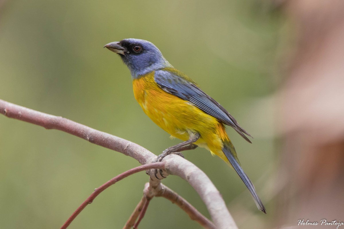 Blue-and-yellow Tanager - ML414950981