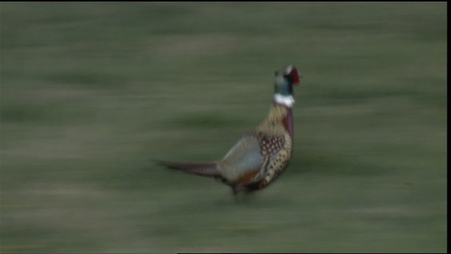 Ring-necked Pheasant - ML414955