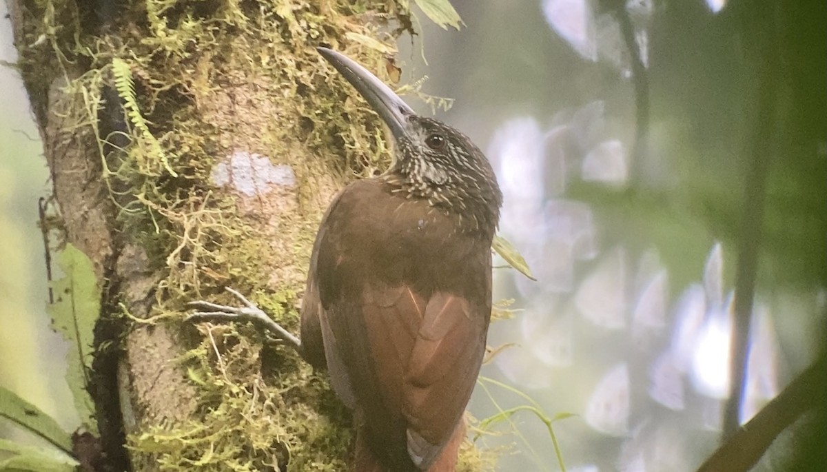 Strong-billed Woodcreeper (Central American) - ML414960501
