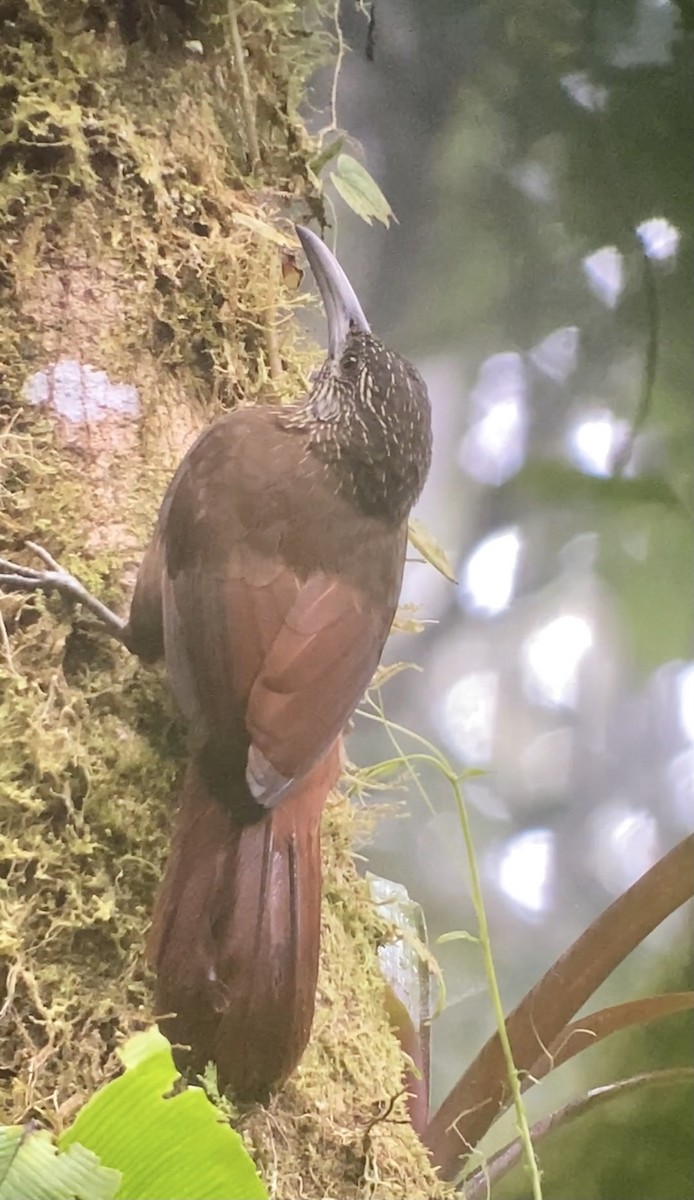 Strong-billed Woodcreeper (Central American) - ML414960511