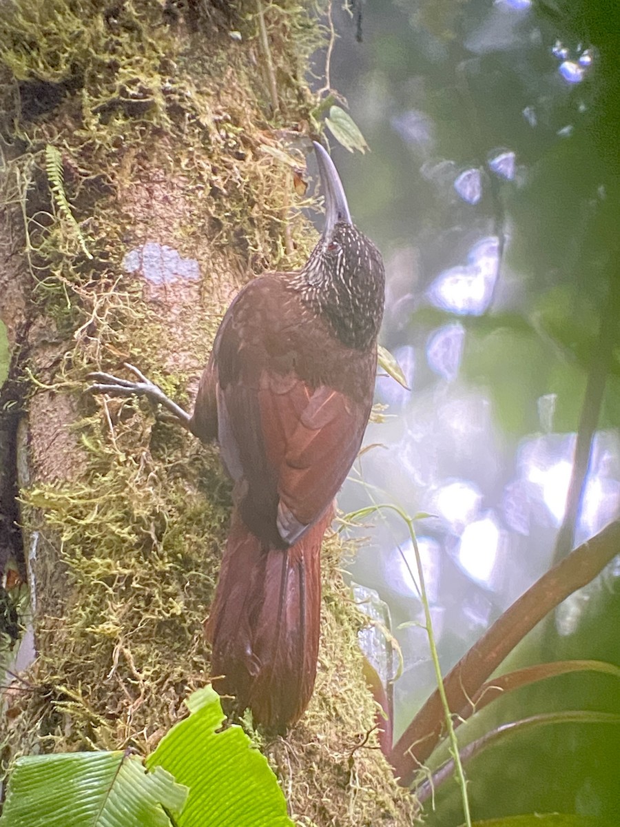 Strong-billed Woodcreeper (Central American) - Christian Walker