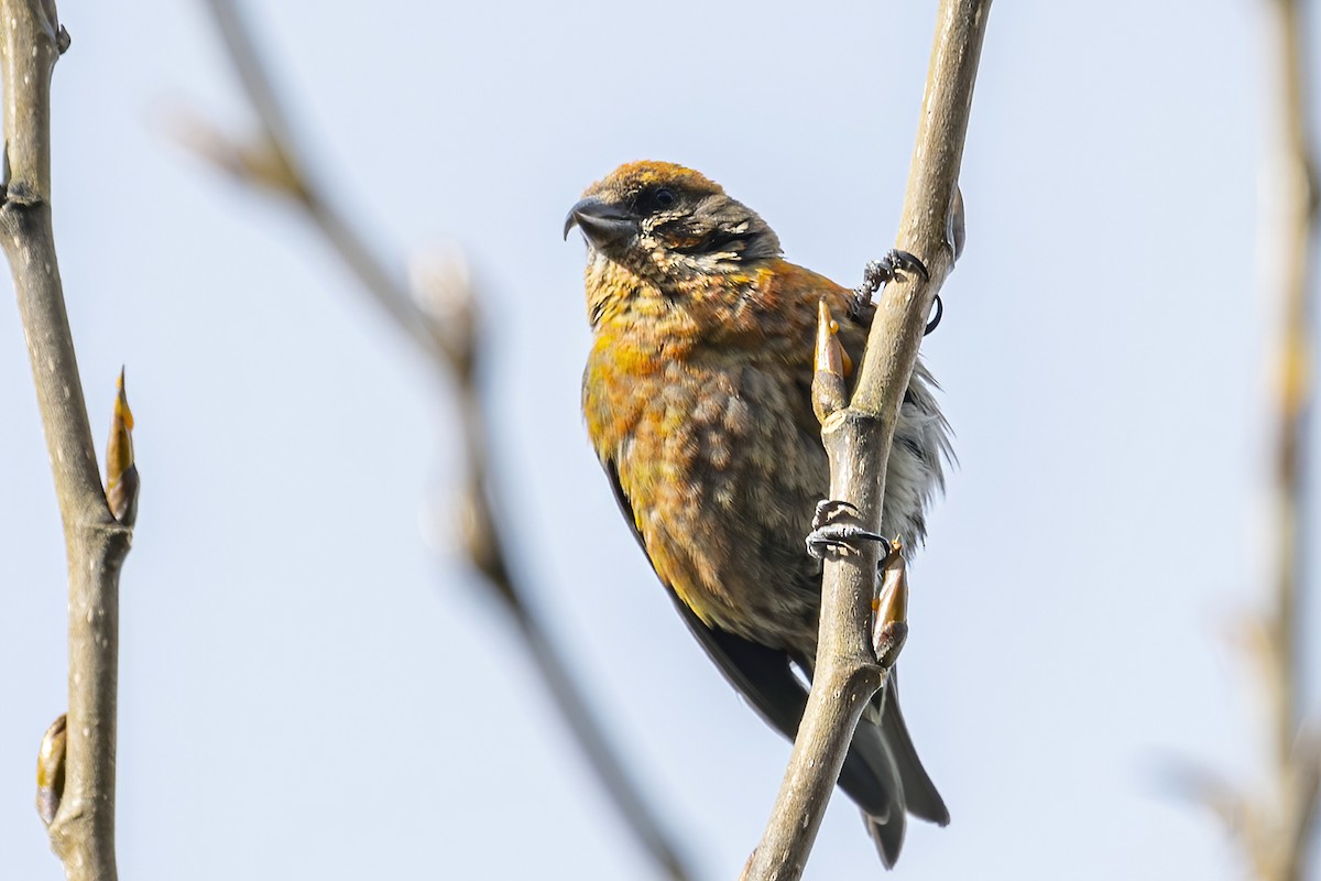 Red Crossbill (Himalayan) - ML414961301