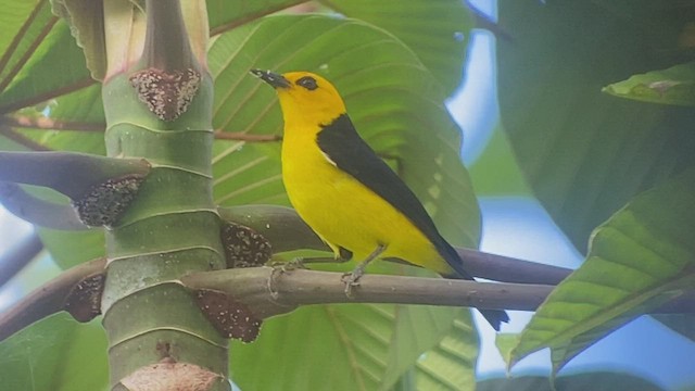Black-and-yellow Tanager - ML414966371