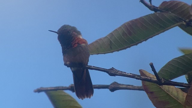 Scintillant Hummingbird - ML414967841