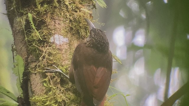 Strong-billed Woodcreeper (Central American) - ML414969961