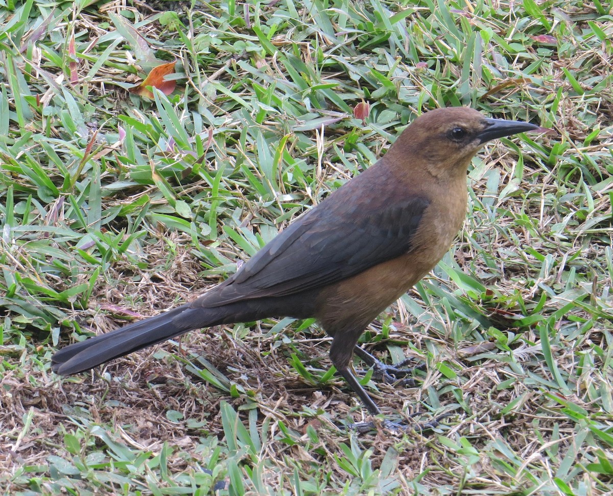 Boat-tailed Grackle - ML41497021