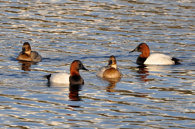 Canvasback - Mike Charest