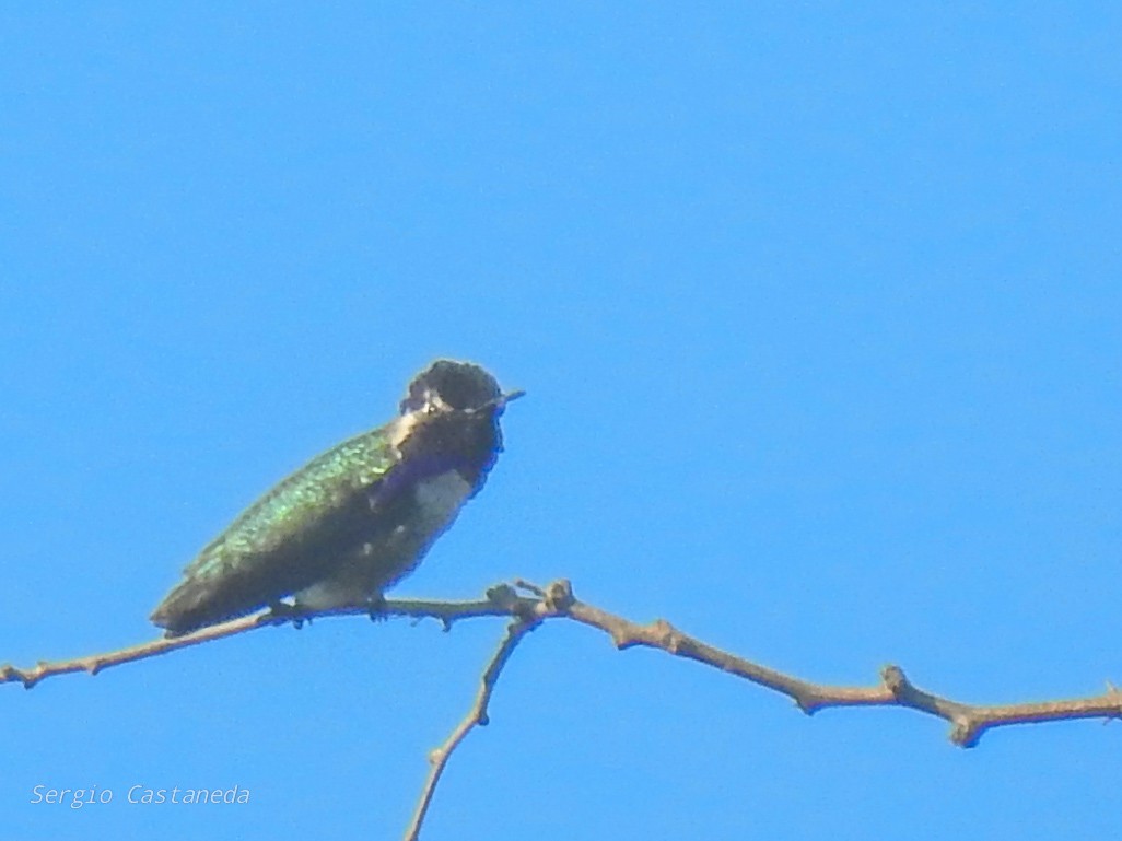 Costa's Hummingbird - ML414983681