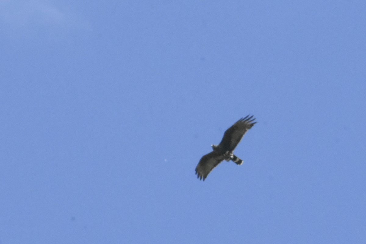 Zone-tailed Hawk - ML414984541