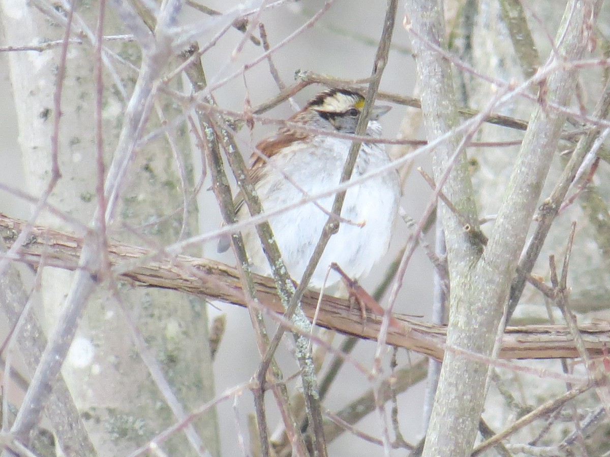 White-throated Sparrow - ML414985051
