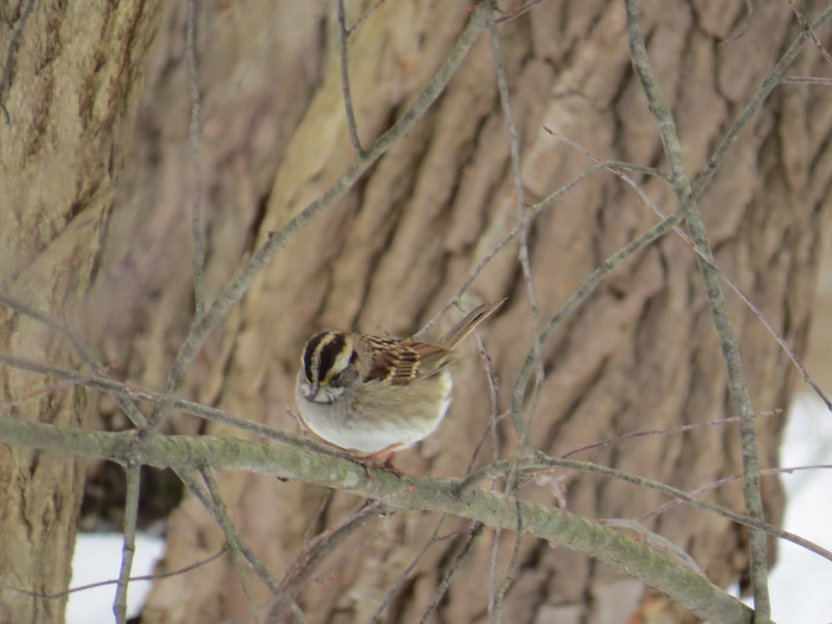 White-throated Sparrow - ML414985081
