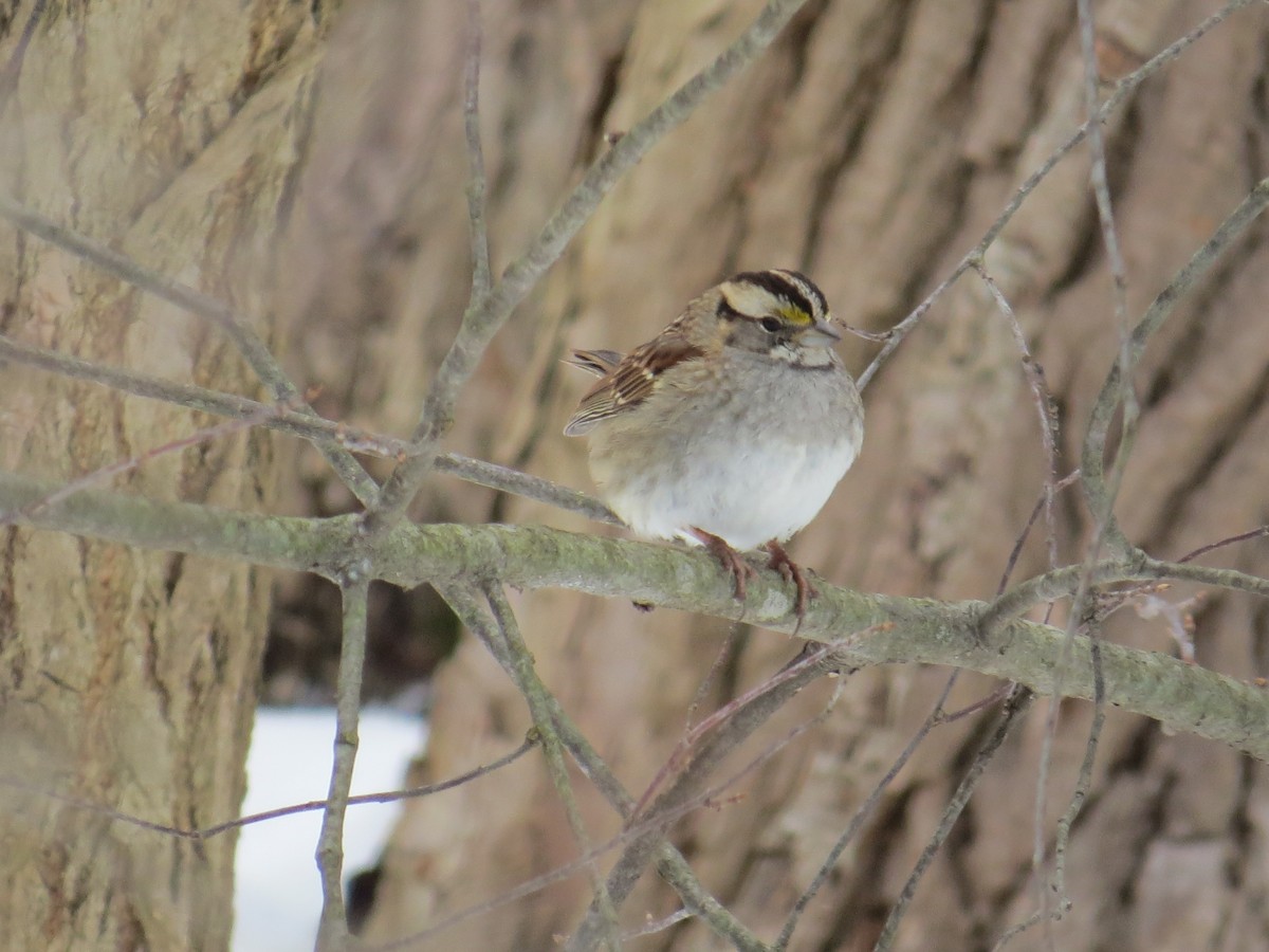 White-throated Sparrow - ML414985151
