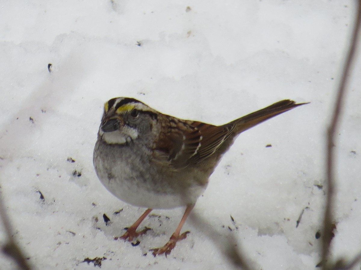 White-throated Sparrow - ML414985181