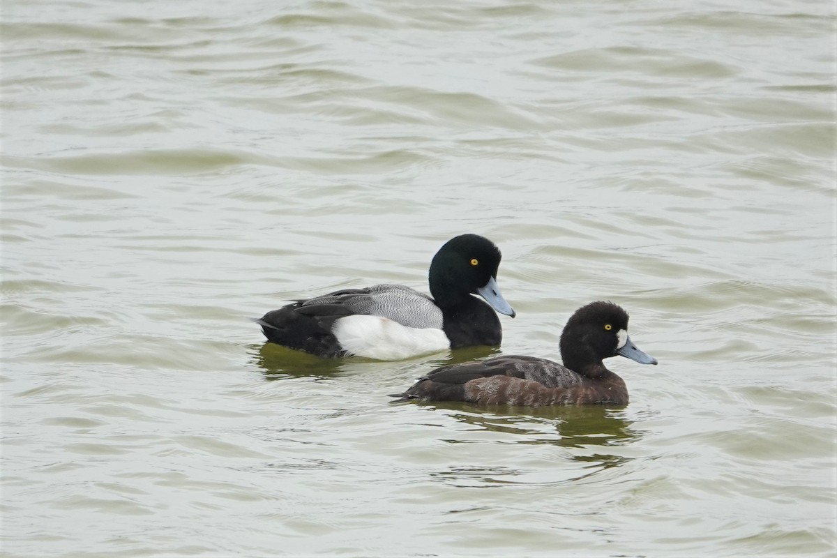 Greater Scaup - ML414985421