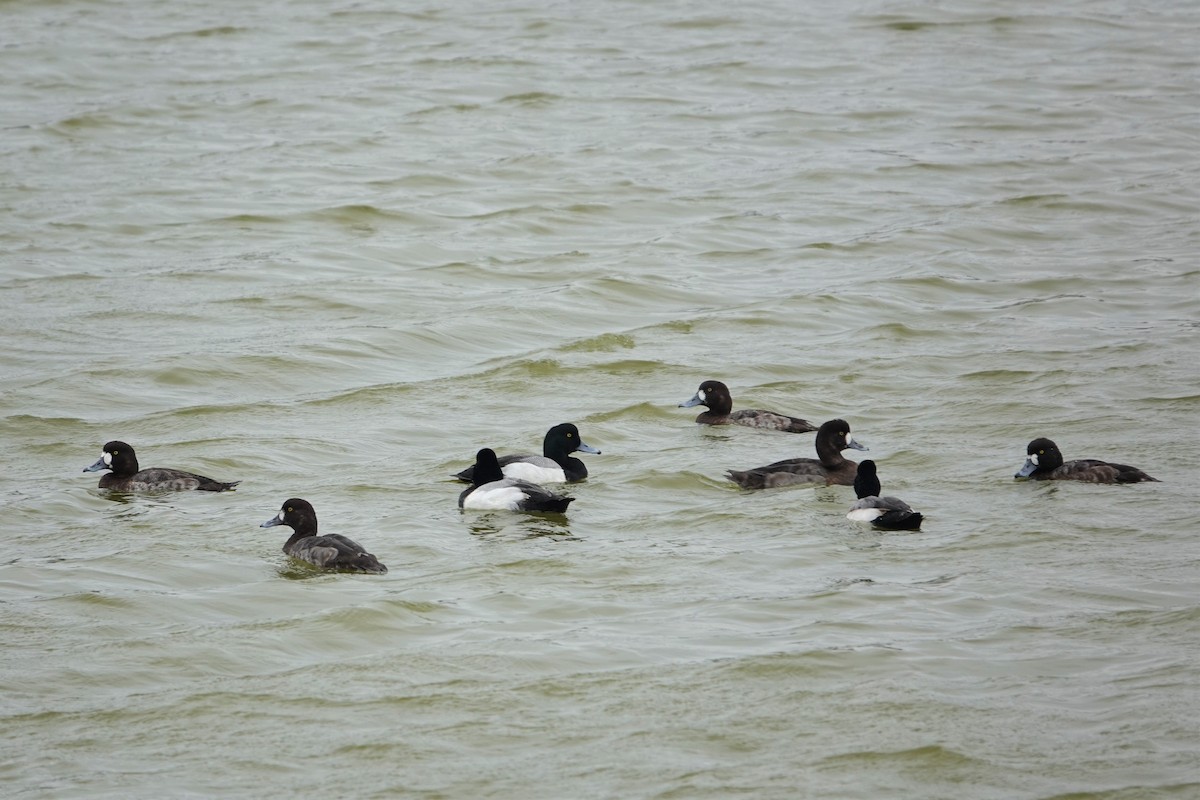 Greater Scaup - ML414985431