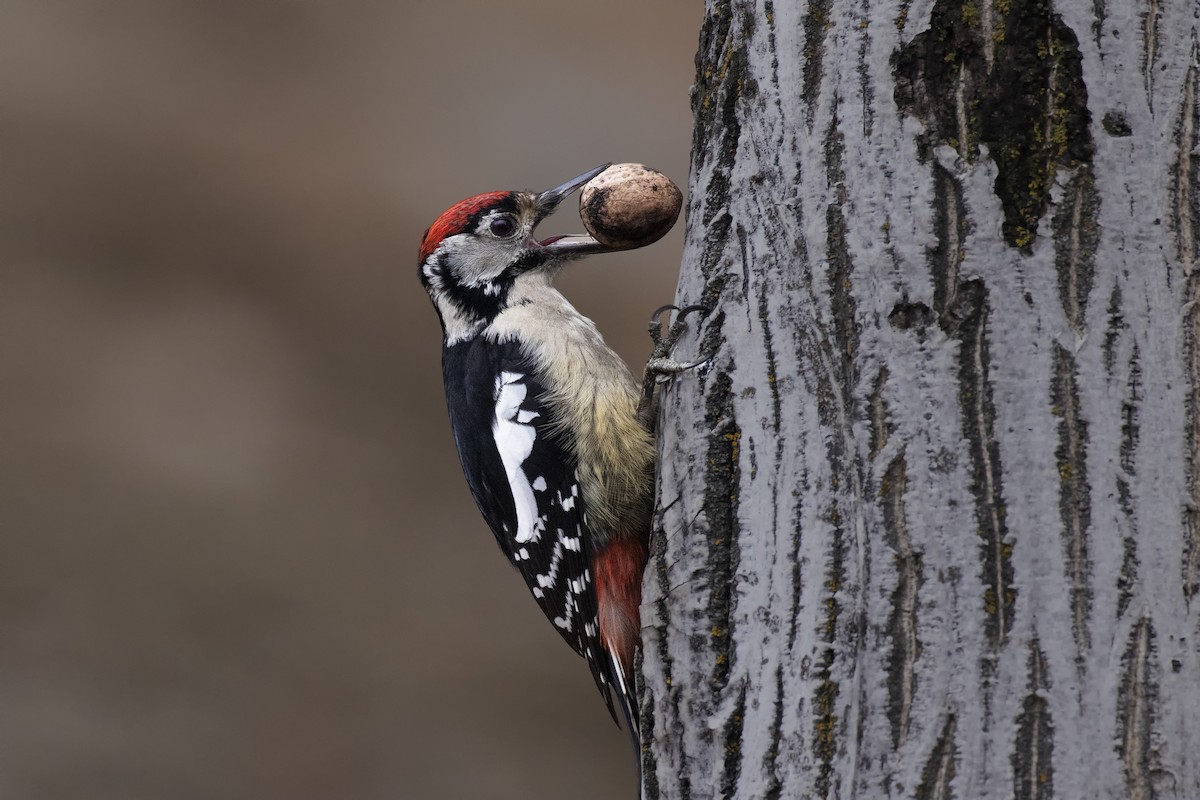 Himalayan Woodpecker - Arpit Bansal