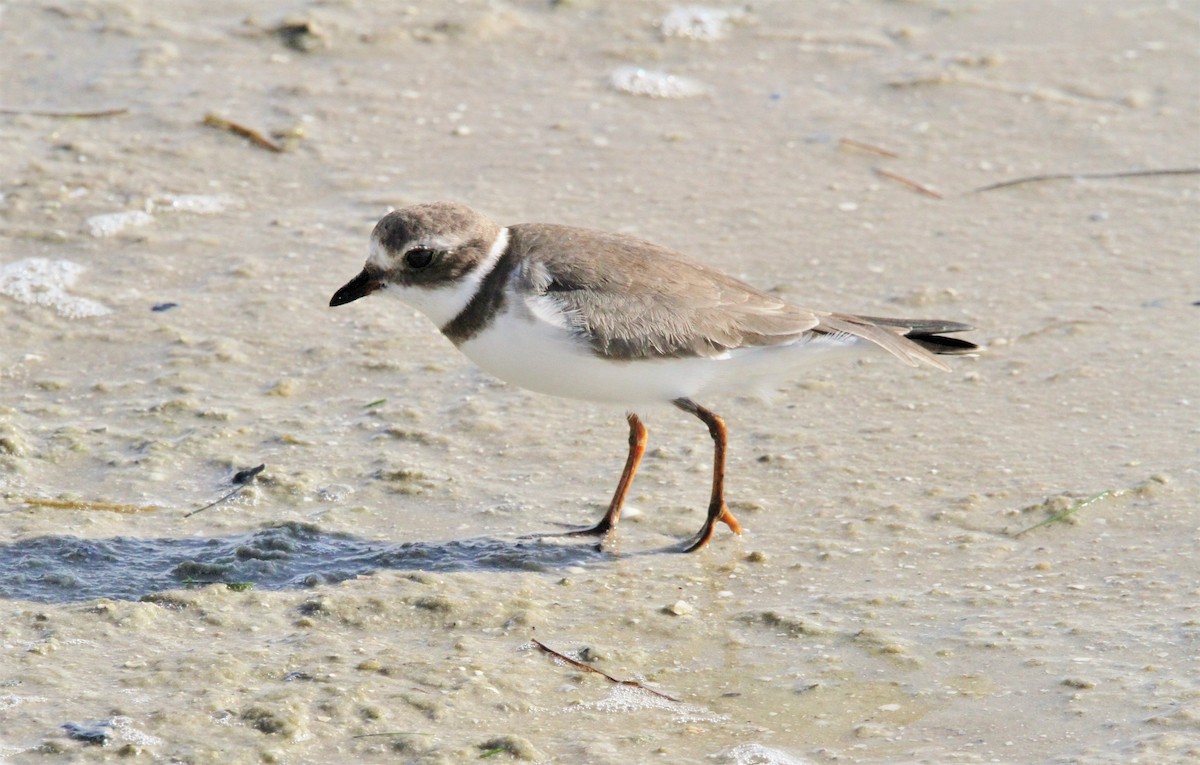 Semipalmated Plover - ML41499141