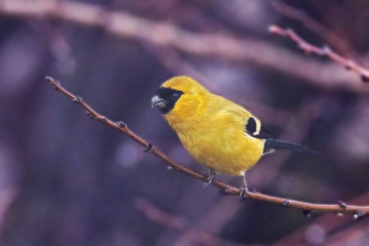 Orange Bullfinch - Arpit Bansal