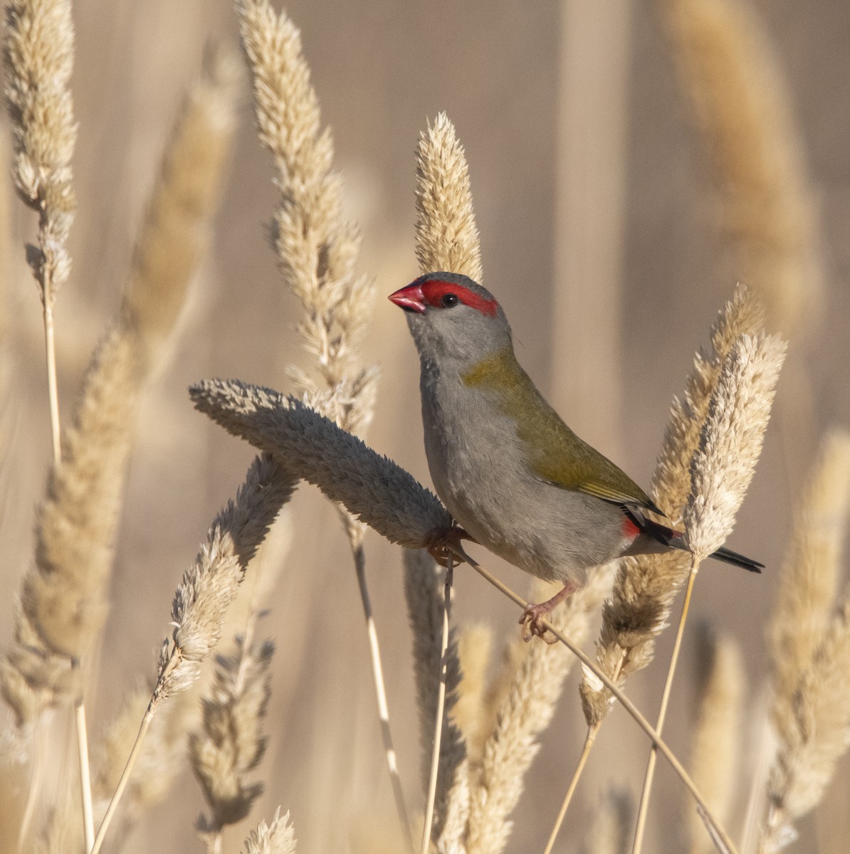 Red-browed Firetail - ML414994421