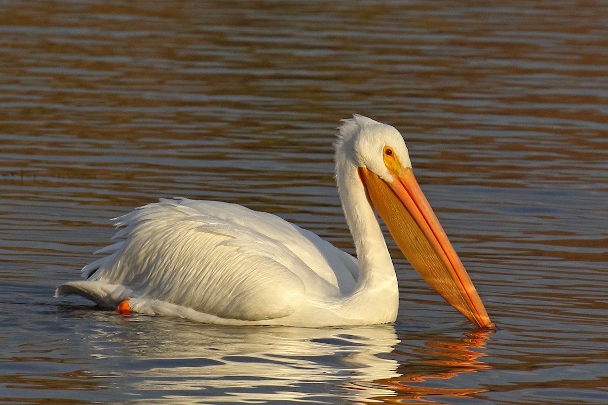 American White Pelican - Joe Wing