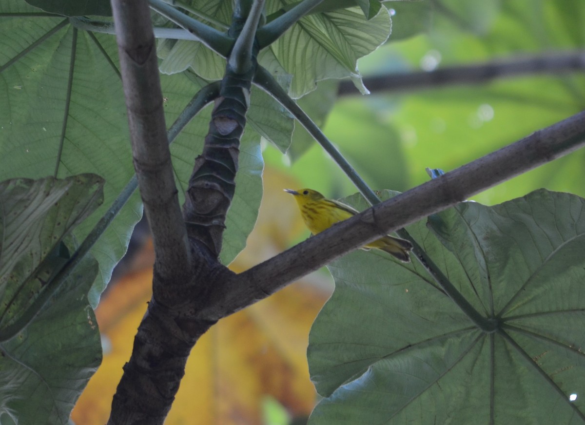 Yellow Warbler - ML414999021