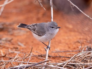  - Slaty-backed Thornbill