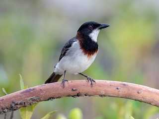  - White-breasted Whistler