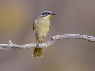  - Purple-gaped Honeyeater